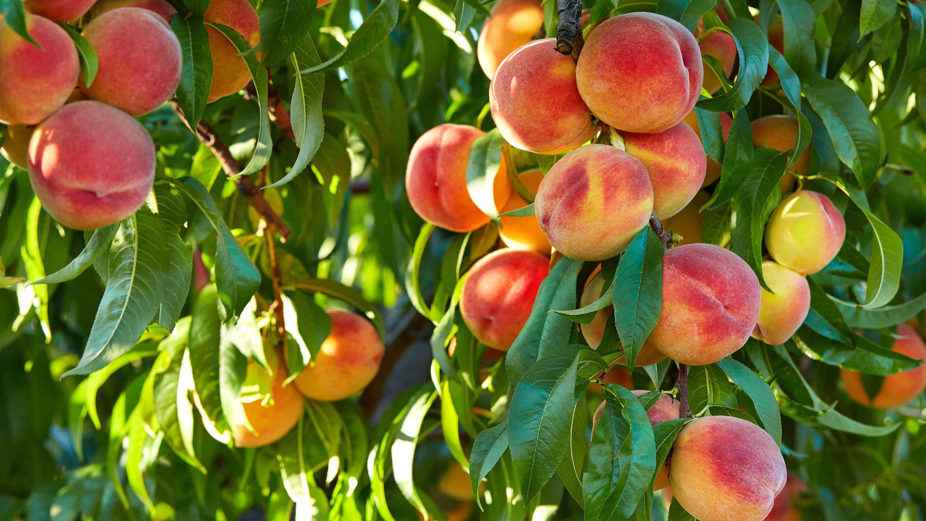 you grow a peach tree from the seed - Lisette Mundy