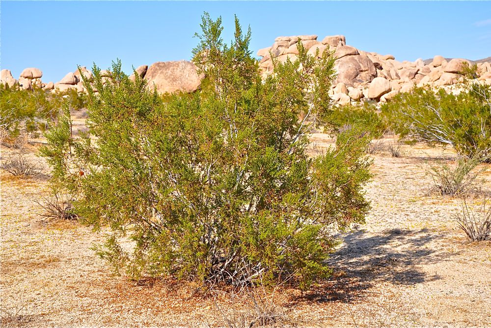 Creosote Bushes Photos Desert Plants & Flora Live Science