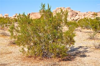 creosote bushes, desert plants, desert life, desert flora, Southwest deserts, strange plants