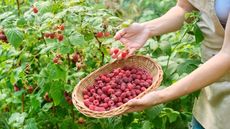 Harvesting ripe raspberries planted in a garden