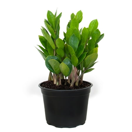 United Nursery Live Zz Plant 12-16 Inches Tall in 6-Inch Grower Pot Indoor Low Light