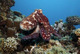 A red octopus in a reef.