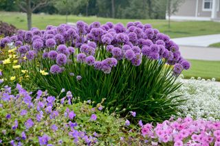 flowerbed packed with alliums