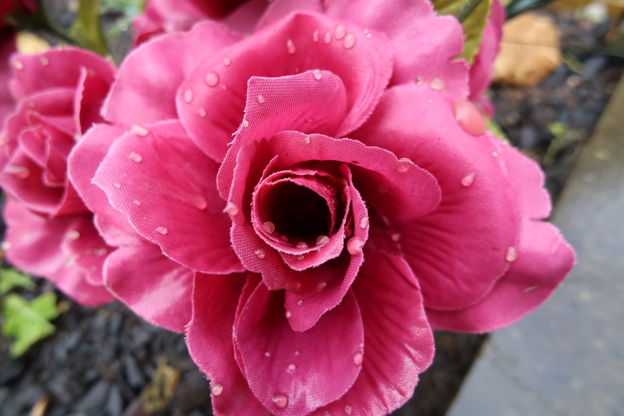 A close-up shot of a pink flower taken on a Canon PowerShot V10 vlogging camera