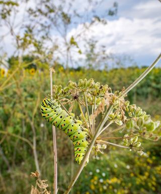 Caterpillar on anise herb