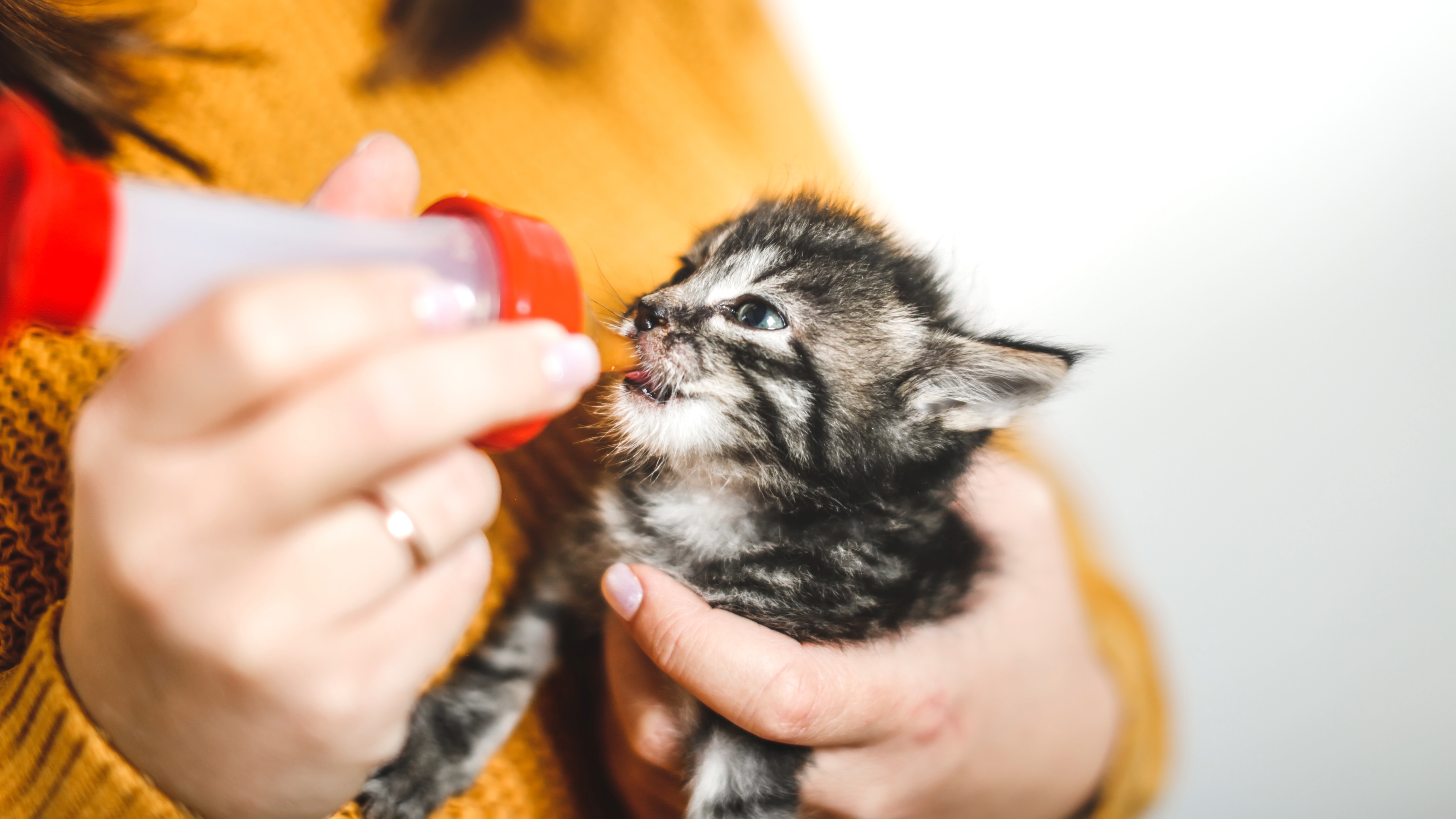 Kitten being bottle fed