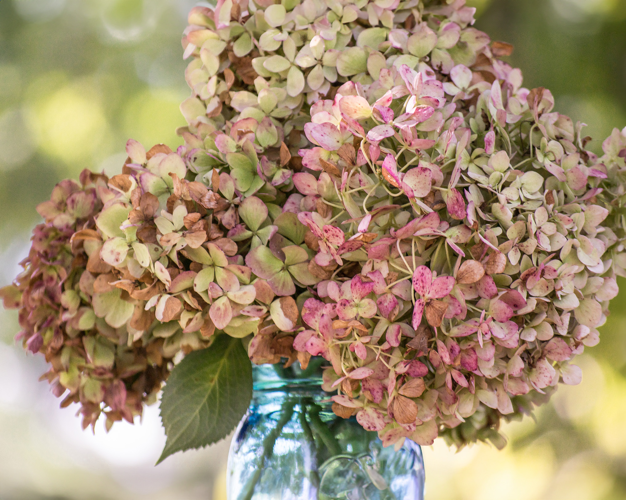 Bouquet of hydrangeas drying in the vase