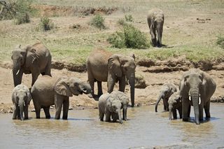 Association of Zoos and Aquariums institutions across the United States are getting involved in the 96 Elephants campaign to protect Africa's increasingly threatened elephant populations.