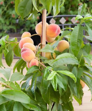 peach tree in pot