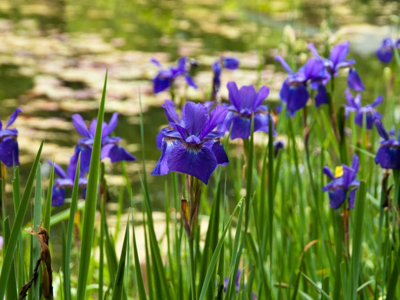 Purple Flowers Infront Of A Pond