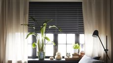 A window with houseplants and books on the window sill, and a blackout blind