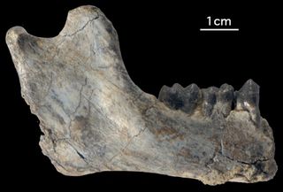This jaw fragment is from the oldest known ape, the genus Rukwapithecus.