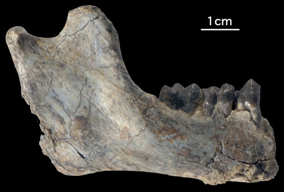 Oldest Fossils Reveal When Apes And Monkeys First Diverged Live Science