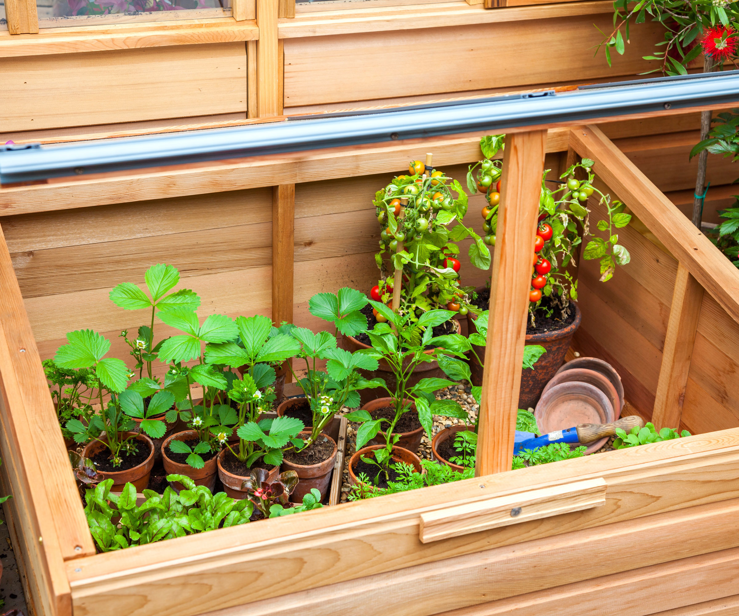 strawberry plants in cold frame