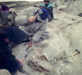 team members carefully remove the Sarmientosaurus musacchioi skull from the site