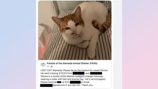 missing cat google voice scam