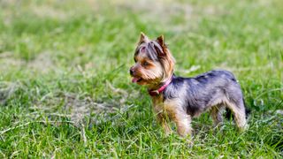 Yorkshire terrier standing on grass