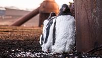 Three penguins standing close together on rocky ground next to a rusty metal structure in a natural outdoor setting