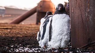 Three penguins standing close together on rocky ground next to a rusty metal structure in a natural outdoor setting