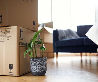 A small houseplant next to some moving boxes in a living room