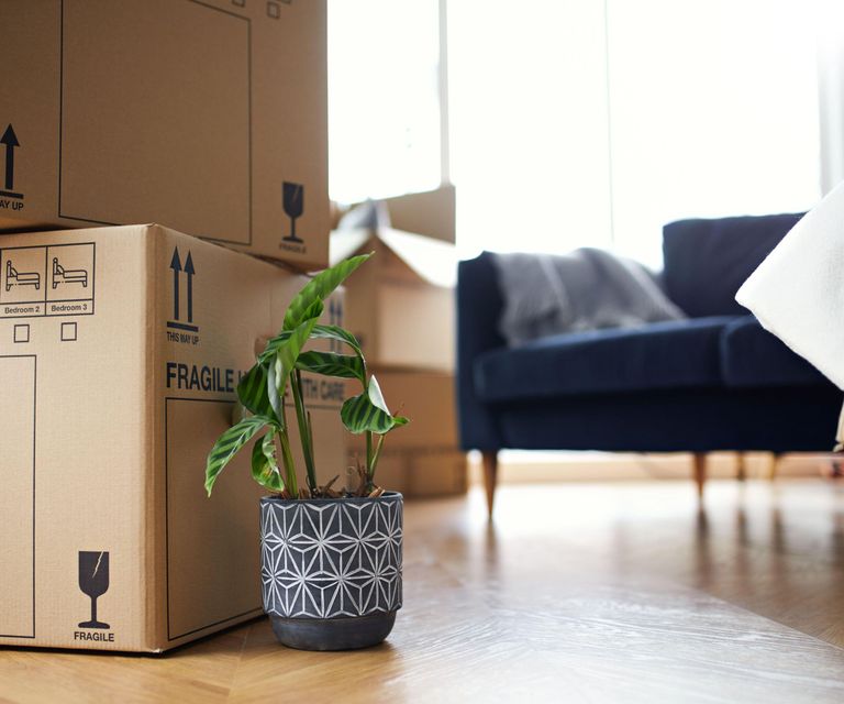 How To Move With Houseplants: An Expert Explains | Homes & Gardens