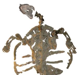 The Desmatochelys padillai turtle skeleton is almost completely preserved.