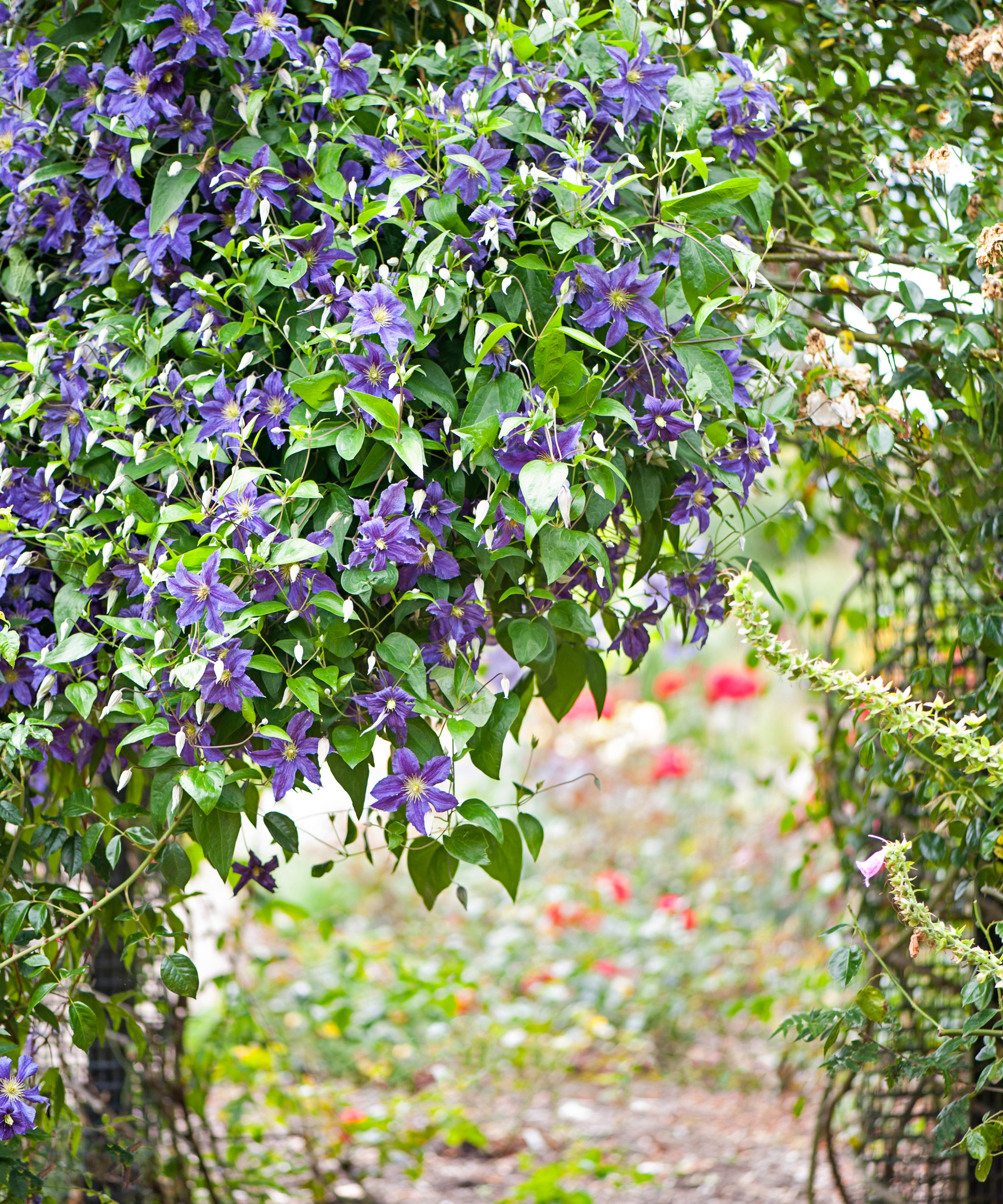 close up of purple Clematis growing over a garden structure