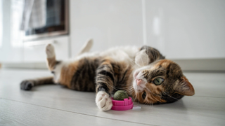 Cat lying on the floor with its paw on a catnip ball toy