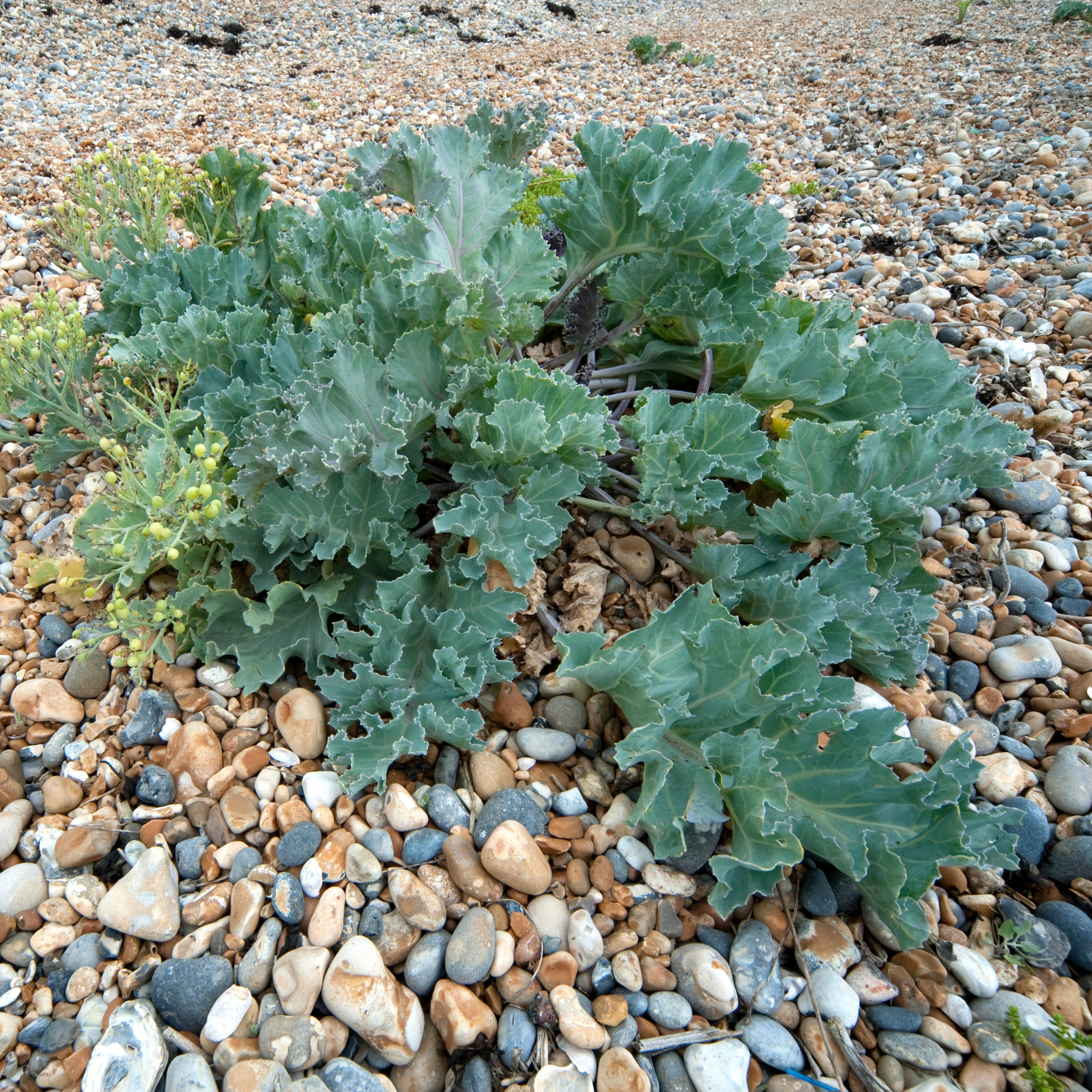 Sea Kale, Crambe maritima, Sandwich Bay, Kent UK.
