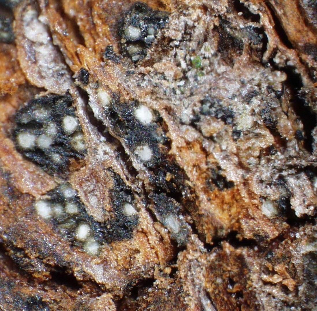 Botryosphaeria Canker On Tree Trunk