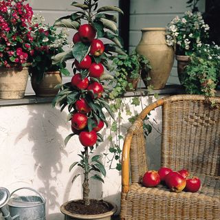 'Redspur' apples growing on dwarf apple tree in pot