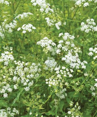 umbels of white flowers on skirret plant in summer