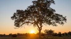 sunset in zambia