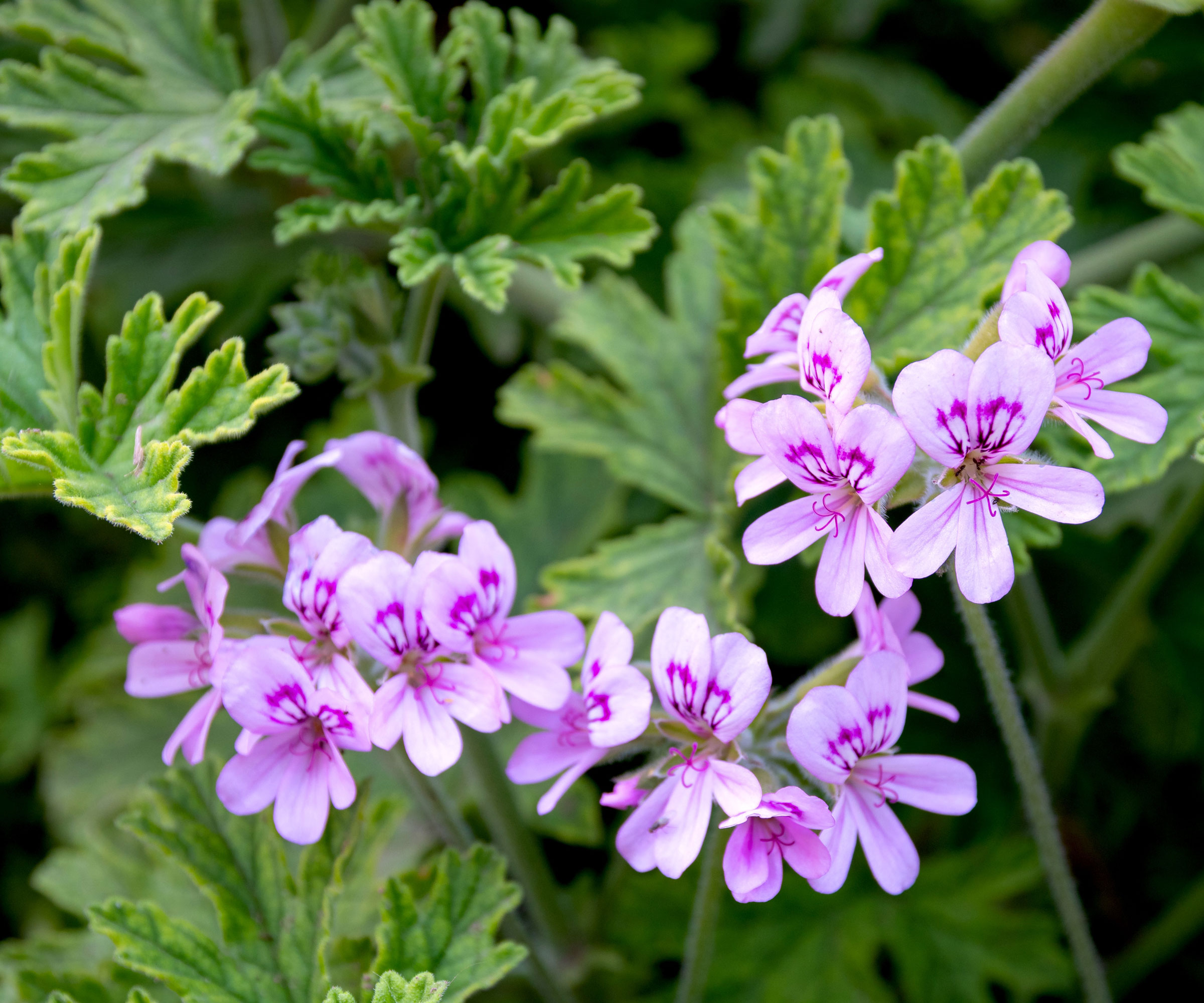 pelargonium plant with purple flowers