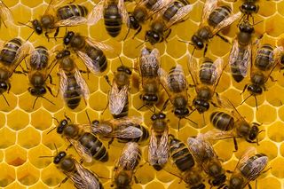 Honeybees Apis mellifera on honeycomb