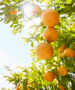 mandarin oranges growing on a tree