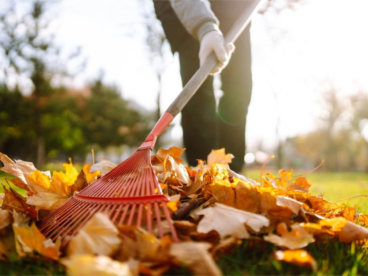 You’ve Been Raking The Leaves Wrong – Here’s The Right Way | Gardening ...