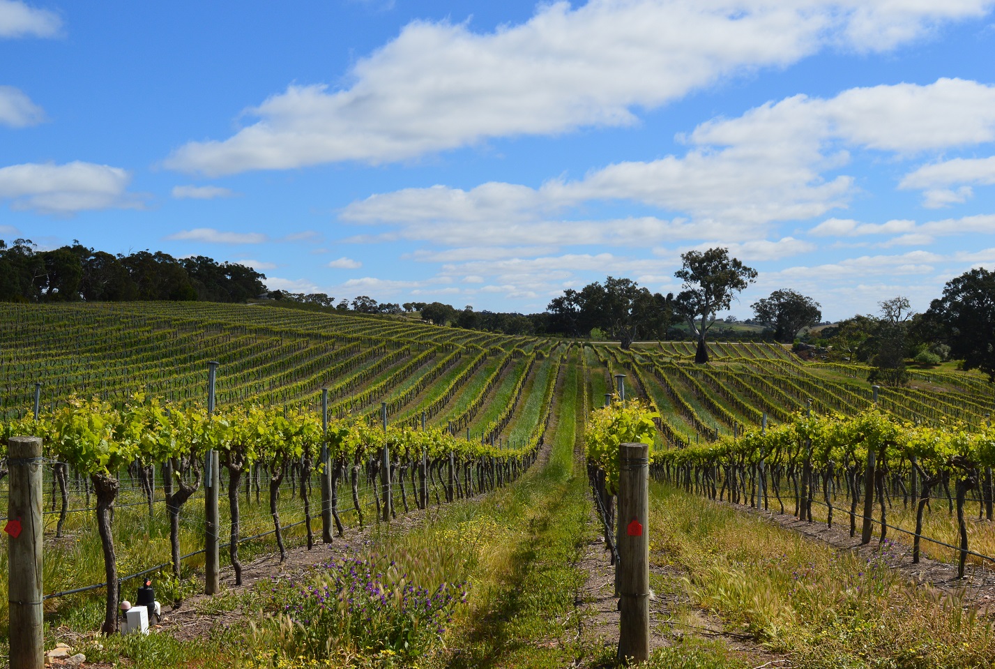 Eden Valley, Barossa