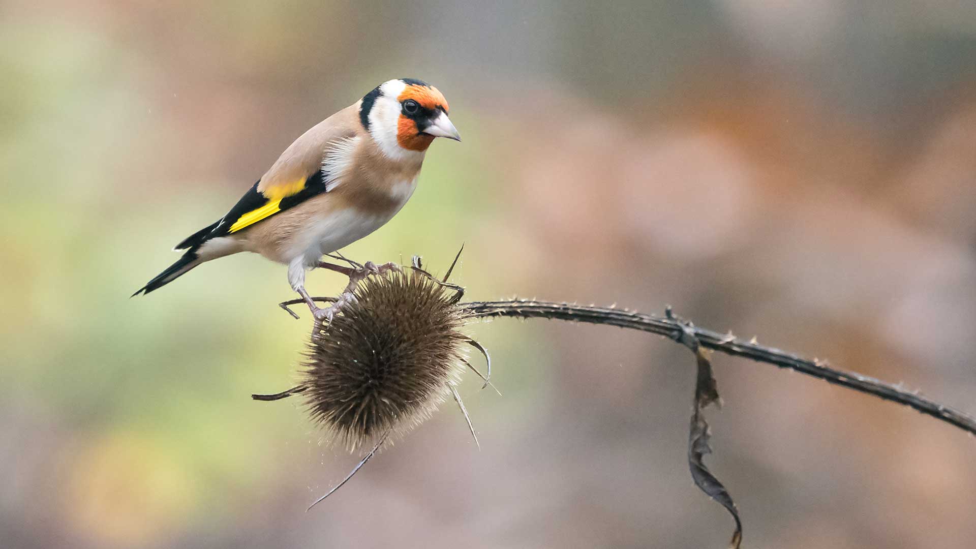 goldfinch on teasel seed head