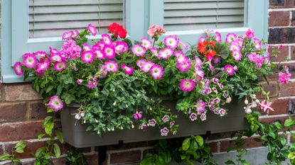 a window box with flowers and plants on a windowsill with blue shutters - future