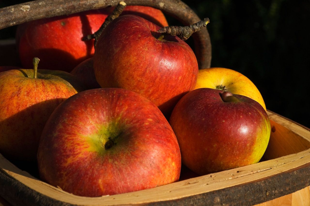 Charles Ross apples: you probably won&#039;t find them in a supermarket, but they&#039;re delicious, enormous and will flourish in your garden.