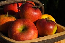 Charles Ross apples: you probably won't find them in a supermarket, but they're delicious, enormous and will flourish in your garden.