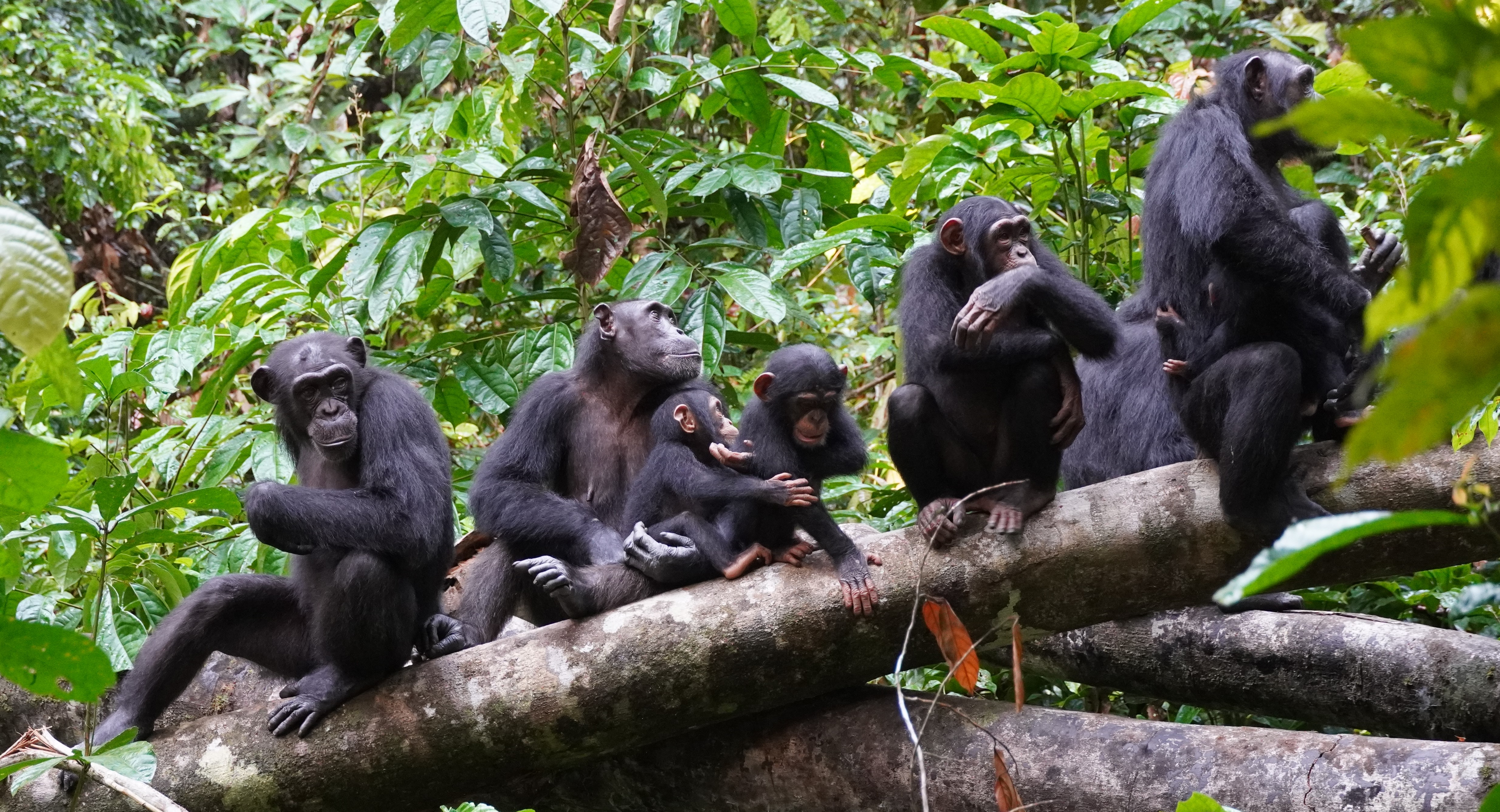 Eight chimpanzees sat on a fallen branch in the forest