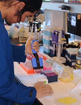 Pipetting winegrape DNA samples in the lab during marker-assisted selection.