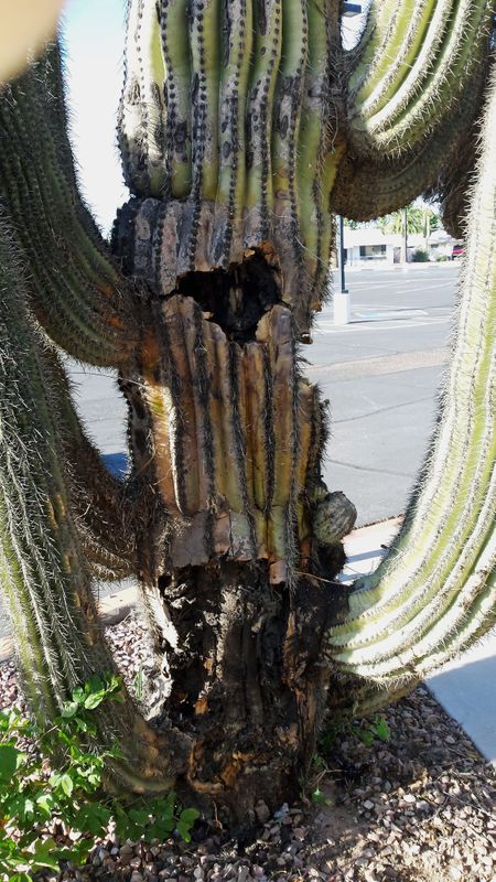 Bacterial Necrosis In A Saguaro Cactus