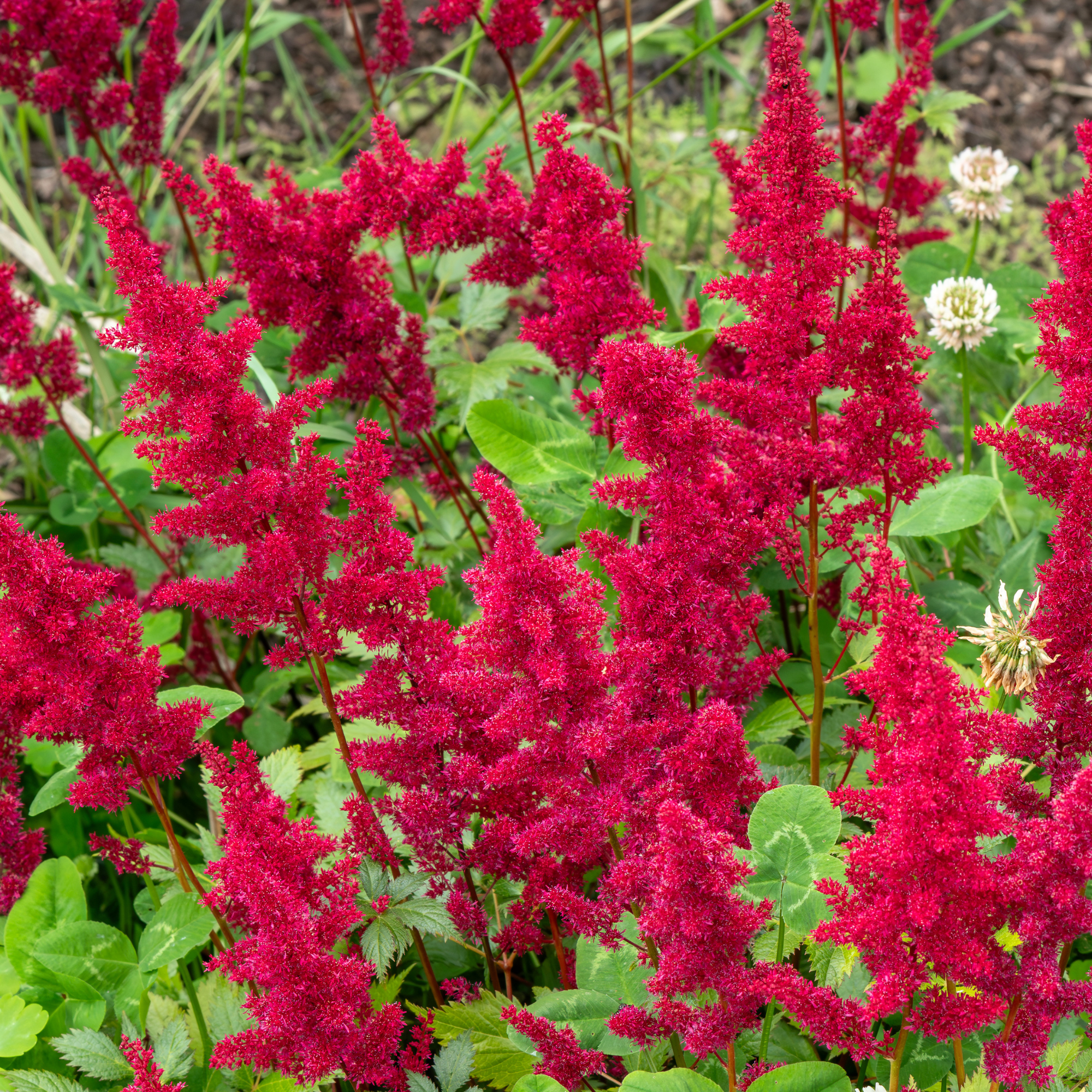 Close up of Astilbe &amp;lsquo;Fanal&amp;rsquo;