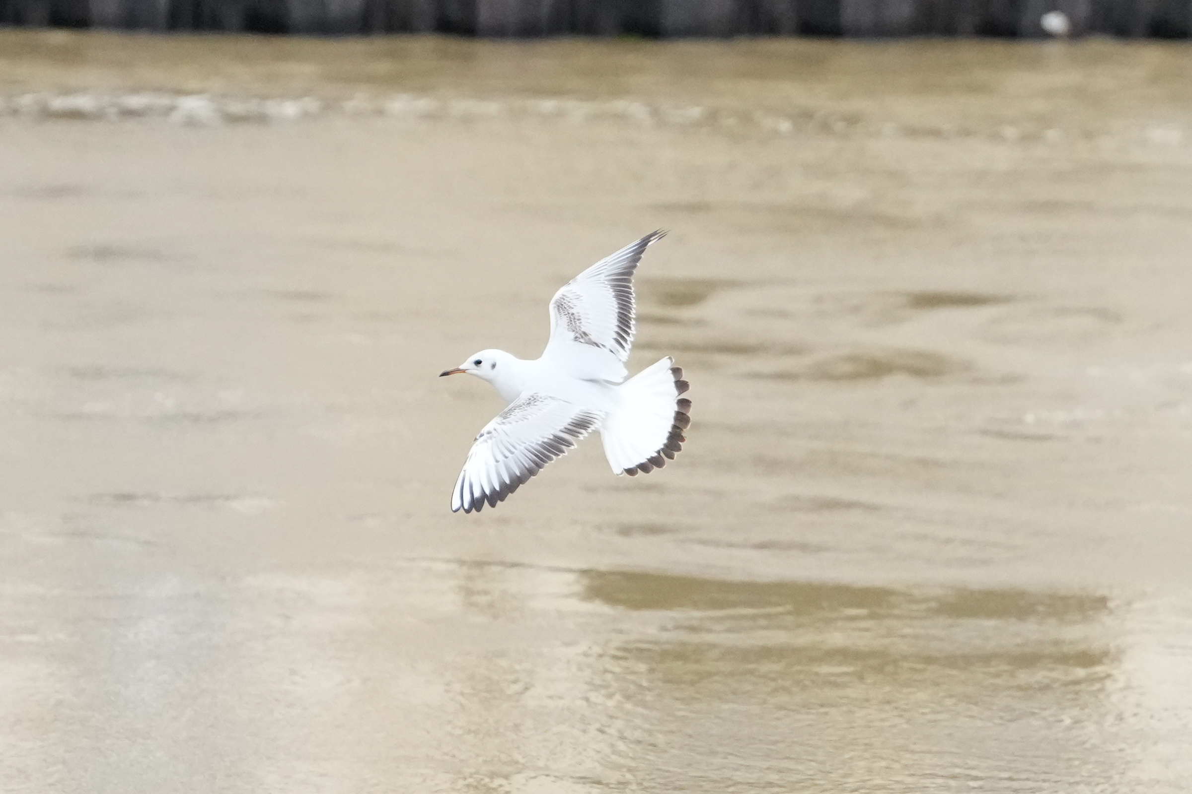 A photo of a seagull in flight, taken on a Sony A1 II mirrorless camera and with a Sony FE 28-70mm F2 GM lens