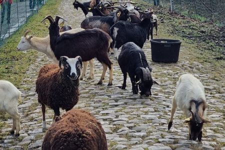 Goats on the Arenberg forest at Paris-Roubaix