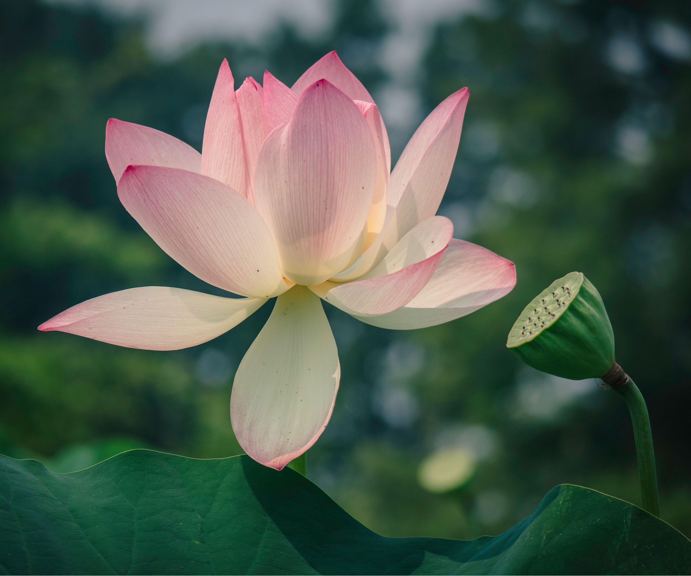 Pink lotus flower