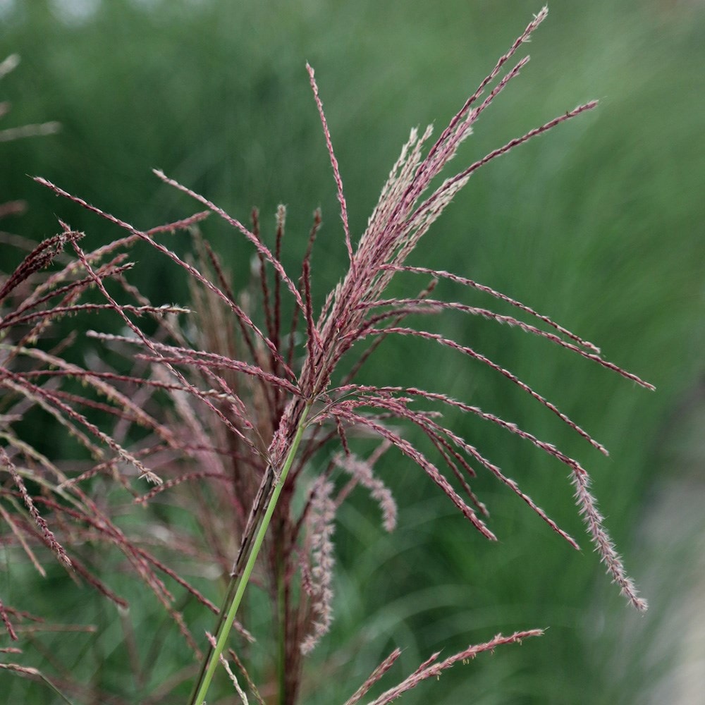 Miscanthus Sinensis 'ferner Osten'